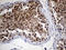 Rac GTPase Activating Protein 1 antibody, LS-C796027, Lifespan Biosciences, Immunohistochemistry paraffin image 