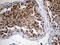 Rac GTPase-activating protein 1 antibody, LS-C796027, Lifespan Biosciences, Immunohistochemistry paraffin image 