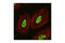 S-Phase Kinase Associated Protein 2 antibody, 4358S, Cell Signaling Technology, Immunocytochemistry image 
