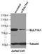 Sulfotransferase Family 1A Member 1 antibody, 10911-2-AP, Proteintech Group, Western Blot image 