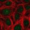 TRC40 antibody, NBP2-56050, Novus Biologicals, Immunofluorescence image 