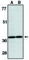 TNF Superfamily Member 13b antibody, MBS395924, MyBioSource, Western Blot image 