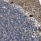 Inositol Polyphosphate-5-Phosphatase A antibody, NBP1-89361, Novus Biologicals, Immunohistochemistry frozen image 