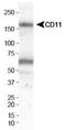 CD11b antibody, NB110-40766, Novus Biologicals, Western Blot image 