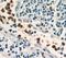 Neutrophil Cytosolic Factor 2 antibody, FNab05808, FineTest, Immunohistochemistry paraffin image 