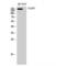 Cytoplasmic Linker Associated Protein 1 antibody, LS-C382725, Lifespan Biosciences, Western Blot image 