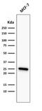 BCL2 antibody, AE00103, Aeonian Biotech, Western Blot image 