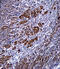 S100 Calcium Binding Protein B antibody, 61-780, ProSci, Immunohistochemistry frozen image 