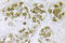 Forkhead Box O3 antibody, LS-C177993, Lifespan Biosciences, Immunohistochemistry frozen image 