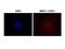 MRE11 Homolog, Double Strand Break Repair Nuclease antibody, NB100-473, Novus Biologicals, Immunohistochemistry frozen image 
