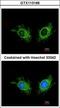 Cell Death Inducing DFFA Like Effector A antibody, GTX113166, GeneTex, Immunofluorescence image 
