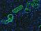 Lactotransferrin antibody, A00633-1, Boster Biological Technology, Immunofluorescence image 