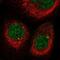 Cyclin Dependent Kinase Like 2 antibody, NBP1-82873, Novus Biologicals, Immunocytochemistry image 