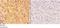 Agrin antibody, A04649-1, Boster Biological Technology, Immunohistochemistry paraffin image 