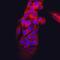 Transthyretin antibody, MAB7505, R&D Systems, Immunofluorescence image 