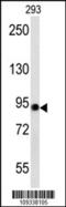 Aconitase 2 antibody, 60-502, ProSci, Western Blot image 