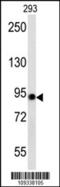 Aconitase antibody, 60-502, ProSci, Western Blot image 