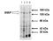ATP Binding Cassette Subfamily B Member 11 antibody, LS-B2170, Lifespan Biosciences, Western Blot image 