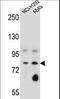 Sciellin antibody, LS-C162892, Lifespan Biosciences, Western Blot image 