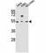 Apolipoprotein A4 antibody, F40155-0.4ML, NSJ Bioreagents, Western Blot image 