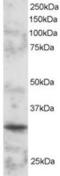 POU Class 2 Homeobox Associating Factor 1 antibody, MBS420389, MyBioSource, Western Blot image 