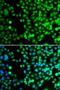 BCAS3 Microtubule Associated Cell Migration Factor antibody, orb373592, Biorbyt, Immunocytochemistry image 