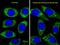 Enolase 2 antibody, orb109169, Biorbyt, Immunofluorescence image 