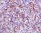 Vascular Cell Adhesion Molecule 1 antibody, M01199-1, Boster Biological Technology, Immunohistochemistry frozen image 