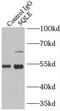 Squalene epoxidase antibody, FNab08209, FineTest, Immunoprecipitation image 