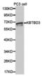 Kelch Repeat And BTB Domain Containing 3 antibody, PA5-76078, Invitrogen Antibodies, Western Blot image 