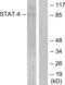 Signal Transducer And Activator Of Transcription 4 antibody, LS-C117483, Lifespan Biosciences, Western Blot image 