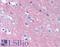Neural Cell Adhesion Molecule 1 antibody, LS-B1882, Lifespan Biosciences, Immunohistochemistry paraffin image 