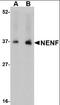 Neudesin Neurotrophic Factor antibody, orb94267, Biorbyt, Western Blot image 