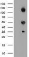 Calcium Binding And Coiled-Coil Domain 2 antibody, LS-C785371, Lifespan Biosciences, Western Blot image 