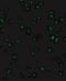 Apoptotic chromatin condensation inducer in the nucleus antibody, NBP1-76855, Novus Biologicals, Immunofluorescence image 