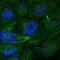 TNF Superfamily Member 10 antibody, HPA054938, Atlas Antibodies, Immunofluorescence image 