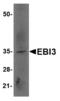 Epstein-Barr Virus Induced 3 antibody, MBS150710, MyBioSource, Western Blot image 