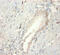 Fibroblast Growth Factor 21 antibody, CSB-PA06404A0Rb, Cusabio, Immunohistochemistry paraffin image 