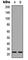 Aralkylamine N-Acetyltransferase antibody, abx133164, Abbexa, Western Blot image 