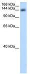 Cleavage And Polyadenylation Specific Factor 1 antibody, TA343791, Origene, Western Blot image 