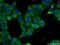 Eukaryotic Translation Initiation Factor 2 Subunit Gamma antibody, 11162-1-AP, Proteintech Group, Immunofluorescence image 