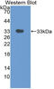 Thymidine Phosphorylase antibody, LS-C296629, Lifespan Biosciences, Western Blot image 