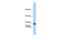 Endothelial Differentiation Related Factor 1 antibody, PA5-41467, Invitrogen Antibodies, Western Blot image 