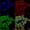 Protocadherin Gamma Subfamily A, 3 antibody, SMC-453D-A594, StressMarq, Immunofluorescence image 