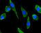 C-X-C Motif Chemokine Ligand 12 antibody, NBP2-67903, Novus Biologicals, Immunofluorescence image 