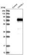 VANGL Planar Cell Polarity Protein 1 antibody, NBP1-86990, Novus Biologicals, Western Blot image 