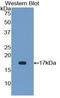 Fibroblast Growth Factor 23 antibody, LS-C301954, Lifespan Biosciences, Western Blot image 