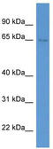 Synaptotagmin Like 1 antibody, TA343032, Origene, Western Blot image 