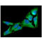 Eukaryotic Translation Initiation Factor 2 Subunit Alpha antibody, GTX57580, GeneTex, Immunocytochemistry image 