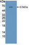 Glutamate Ionotropic Receptor NMDA Type Subunit 2A antibody, abx128219, Abbexa, Western Blot image 